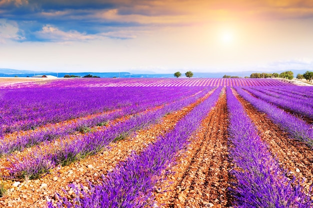 Bloeiende lavendelvelden bij zonsondergang in de buurt van Valensole in de Provence, Frankrijk. Mooie zomerse natuur