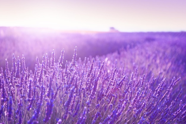 Bloeiende lavendelvelden bij zonsondergang in de Provence, Frankrijk. Mooie zomerse natuur achtergrond