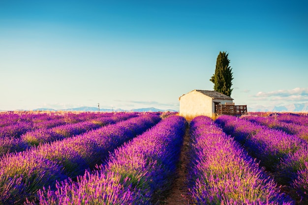 Bloeiende lavendelvelden bij zonsondergang in Valensole Provence Frankrijk Prachtig zomerlandschap