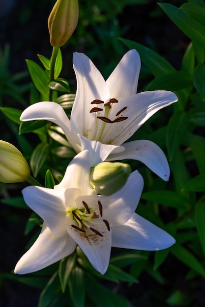 Bloeiende leliebloem met witte bloemblaadjes in een lichte macrofotografie van de de zomerzonsondergang.