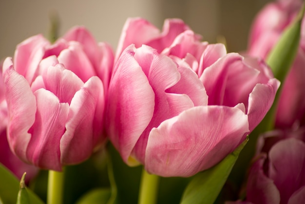 Bloeiende lente bloemen tulpen in het zonlicht. Tulpenbloem met groene bladachtergrond in tulpengebied bij de winter of de lentedag voor de decoratie van de briefkaartschoonheid en landbouwconceptontwerp.