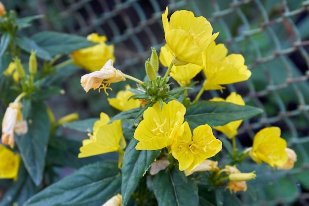 Bloeiende lente gele bloemen in de tuin met groene bladeren