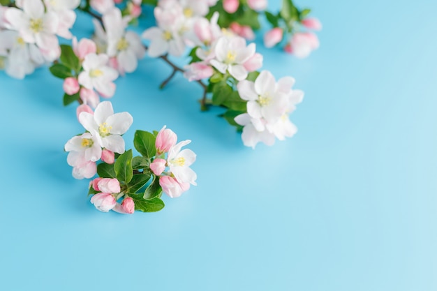 Bloeiende lente sakura op een blauw