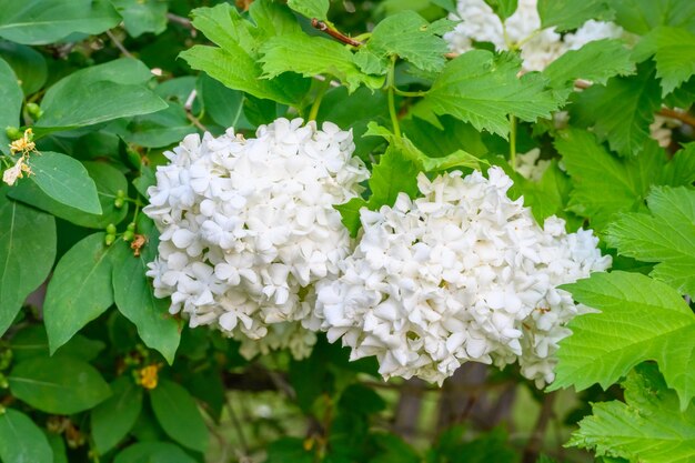 Bloeiende lentebloemen Grote mooie witte bollen bloeiende Viburnum opulus Roseum Boule de Neige Witte Gelderse roos of Viburnum opulus Sterilis Sneeuwbalstruik Europese Sneeuwbal is een struik