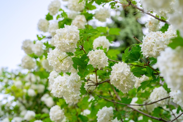 Bloeiende lentebloemen Grote mooie witte bollen bloeiende Viburnum opulus Roseum Boule de Neige Witte Gelderse roos of Viburnum opulus Sterilis Sneeuwbalstruik Europese Sneeuwbal