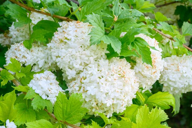 Bloeiende lentebloemen Grote mooie witte bollen bloeiende Viburnum opulus Roseum Boule de Neige Witte Gelderse roos of Viburnum opulus Sterilis Sneeuwbalstruik Europese Sneeuwbal