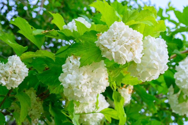 Bloeiende lentebloemen grote mooie witte bollen van bloeiende viburnum opulus roseum boule de neig