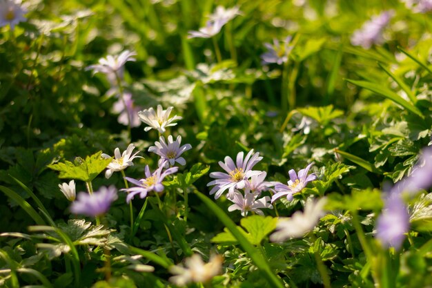 Bloeiende lentebloemen in botanische tuin blauw en paars blanda charmer anemoon