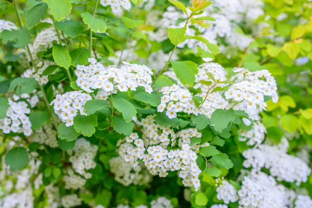 Bloeiende lentebloemen. Lobularia maritima bloemen (Alyssum maritimum, Sweet Alyssum, Sweet Alison) is een soort van laagblijvende bloeiende plant in familie Brassicaceae.