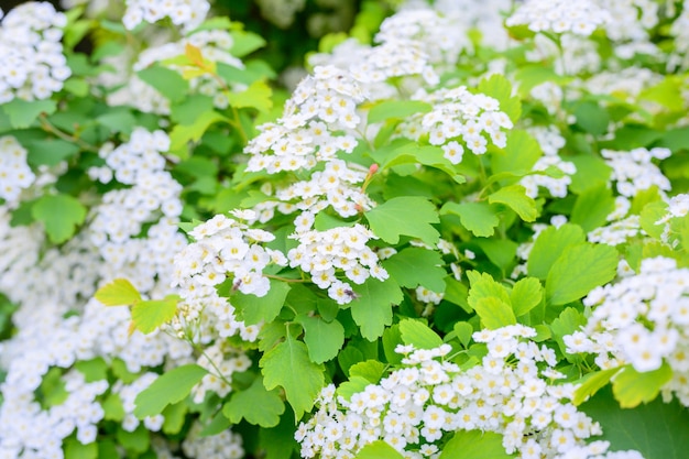 Bloeiende lentebloemen. Lobularia maritima bloemen Alyssum maritimum, Sweet Alyssum, Sweet Alison is een soort van laagblijvende bloeiende plant.