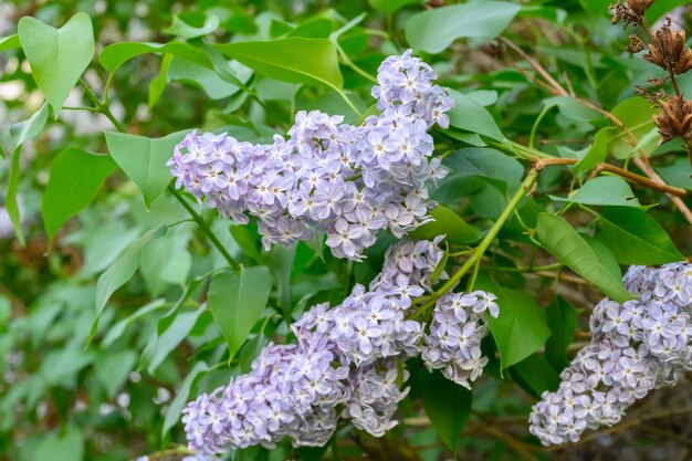 Bloeiende lentebloemen. mooie bloeiende bloemen van lila boom. het lenteconcept. de takken van lila op een boom in een tuin.