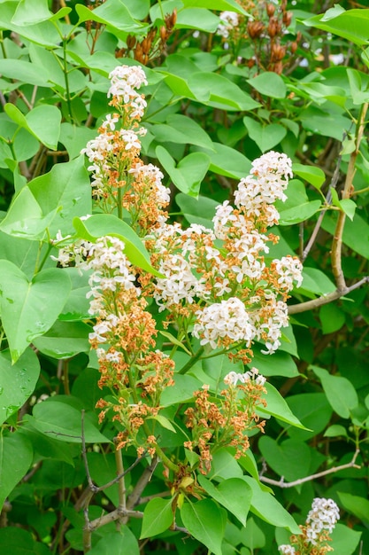 Bloeiende lentebloemen Mooie bloeiende bloemen van lila boom Lente concept De takken van lila aan een boom in een tuin