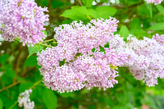 Bloeiende lentebloemen mooie bloeiende bloemen van lila boom lente concept de takken van lila aan een boom in een tuin