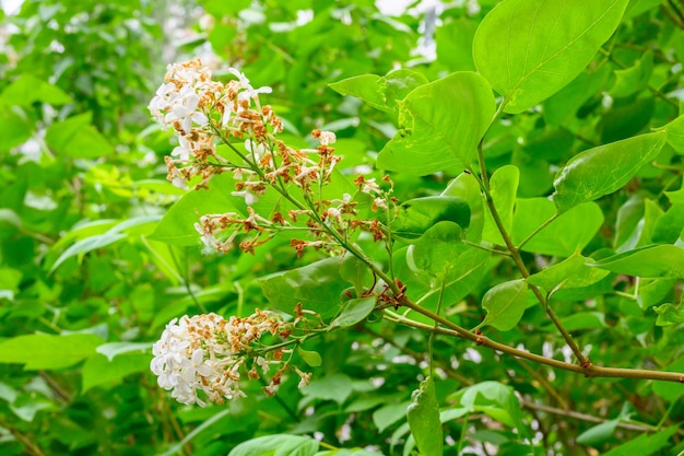 Bloeiende lentebloemen Mooie bloeiende bloemen van lila boom Lente concept De takken van lila aan een boom in een tuin