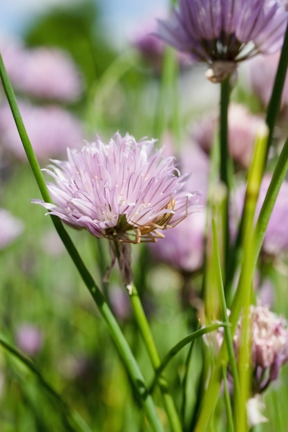 Bloeiende lila bloemen in de tuin, close-up