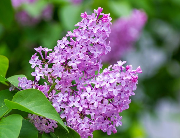 Bloeiende lila bloemen in het voorjaar