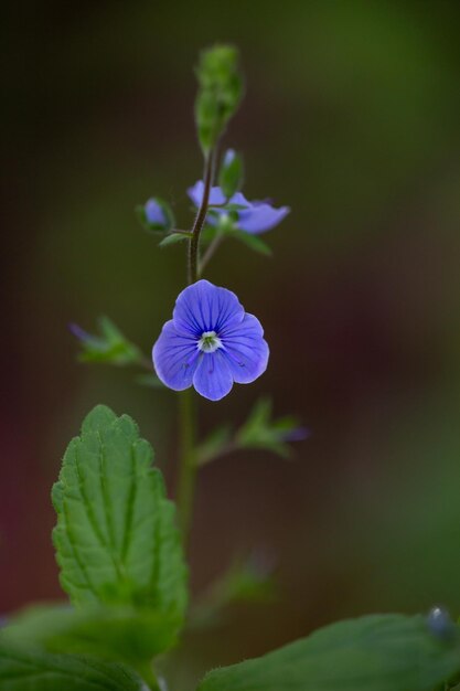 Bloeiende lila Veronica chamaedrys bloem op een groene achtergrond in de zomer macrofotografie