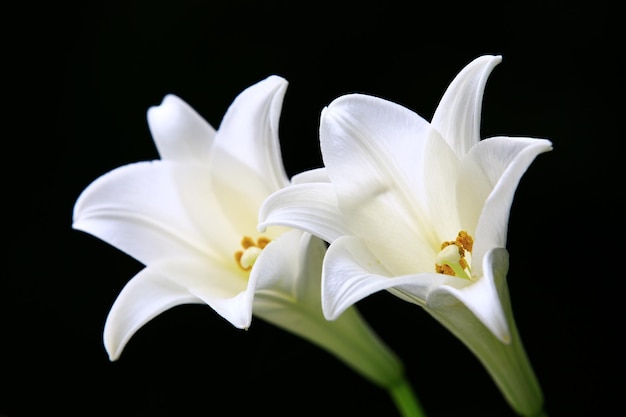 bloeiende Longflower Lily (Easter Lily, White Trumpet Lily) bloemen met zwarte achtergrond