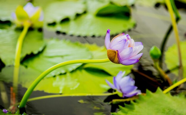 bloeiende lotusbloem in de botanische tuin