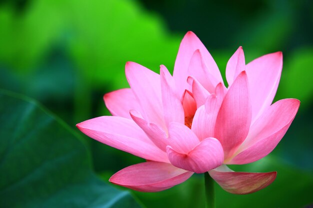 bloeiende lotusbloemclose-up van mooie roze lotusbloem die in de zomer in de vijver bloeit