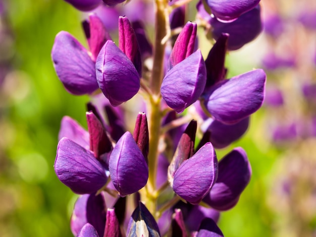 Bloeiende lupine in de tuin.