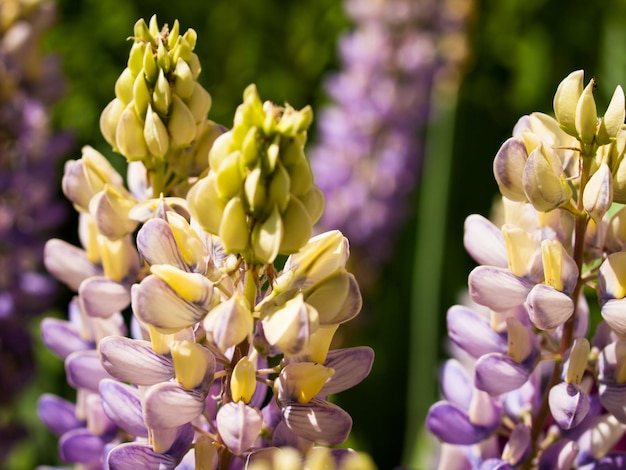 Bloeiende lupine in de tuin.