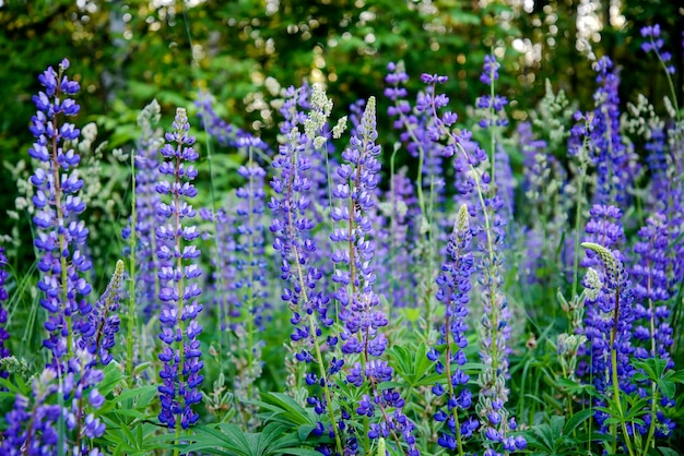 Bloeiende Lupine in het bos