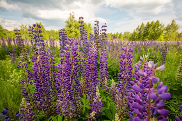 Bloeiende lupine in het veld. Prachtig uitzicht op de vallei met heldere lupine bloemen