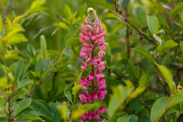 Bloeiende lupinebloem in het veld