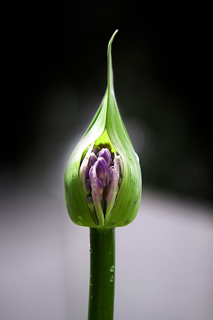 Bloeiende macro bloem close-up