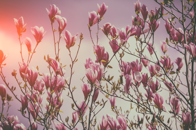 Bloeiende magnolia bloemen Lente Natuurlijke vintage bloemen achtergrond