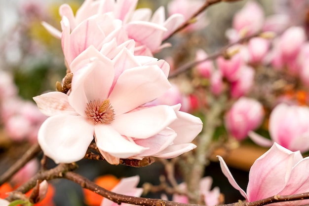 Bloeiende magnolia-boomtak met delicate roze bloemen in de lente close-up