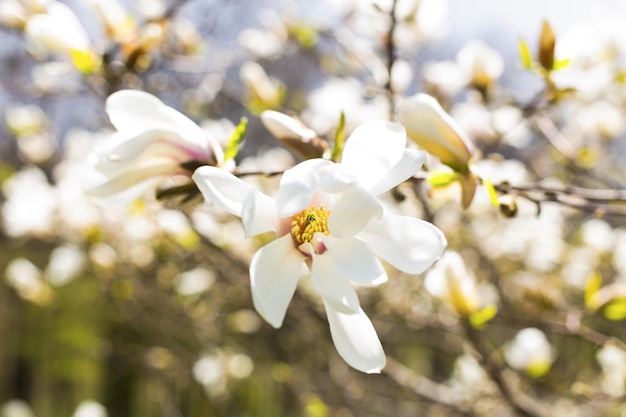 Bloeiende magnolia in wazig