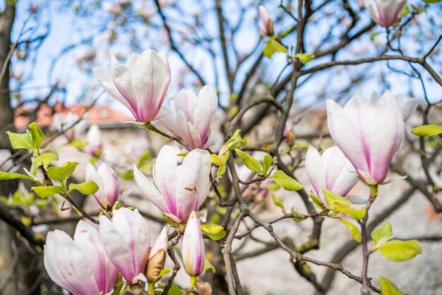Bloeiende magnolia op de achtergrond van de hemel begin lente april bloeien