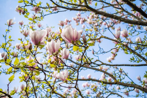 Bloeiende magnolia op de achtergrond van de hemel begin lente april bloeien