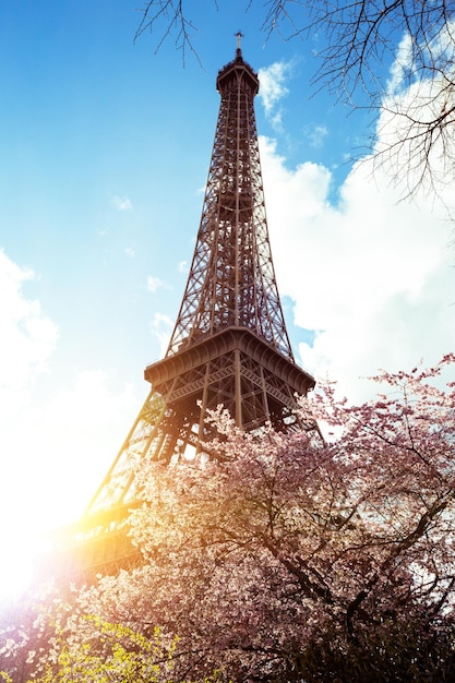 Bloeiende magnolia tegen de achtergrond van de Eiffeltoren