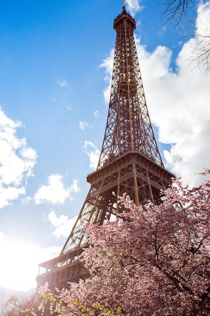 Bloeiende magnolia tegen de achtergrond van de Eiffeltoren