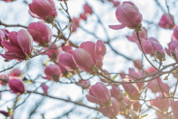 Bloeiende magnolia tulpenboom. chinese magnolia soulangeana magnoliaceae bloeien met tulpvormige bloemen in de lentetuin. macro-opname