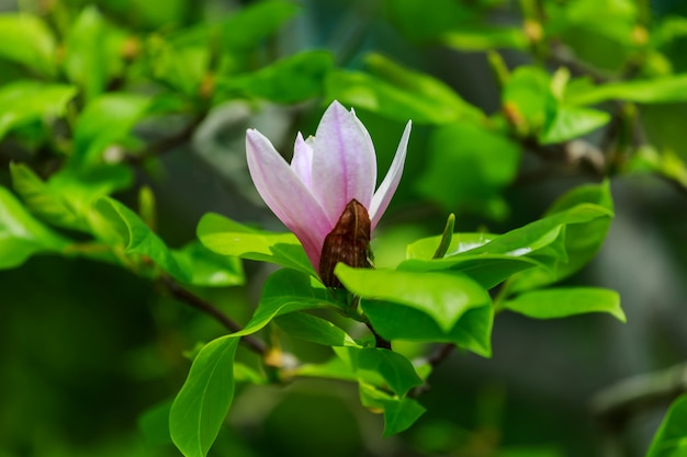 Bloeiende magnoliaboom bloesem