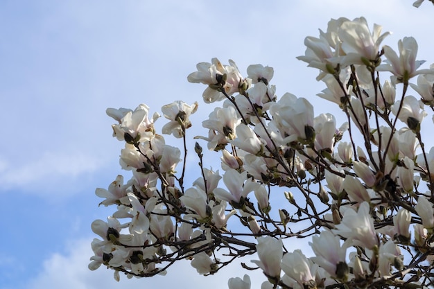 Bloeiende magnoliaboom tegen de achtergrond van de lucht