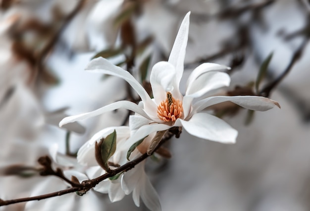 Bloeiende magnoliaboom
