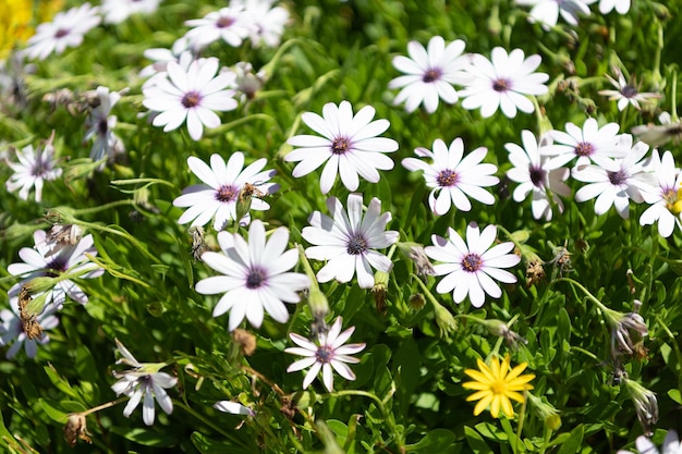 Bloeiende margriet bloemen op weide bloemen achtergrond, madeliefjes.