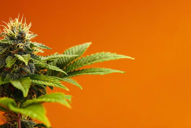 Bloeiende medicinale marihuana of CBD-cannabisplant met toppen op roze achtergrond