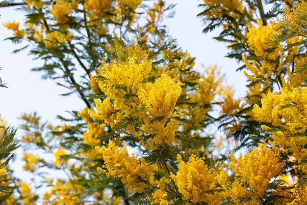 Bloeiende mimosa-boom tegen blauwe lucht Mimosa bloeit achtergrond Selectieve aandacht bloemrijke tak van mimosa wordt op 8 maart aan vrouwen aangeboden voor de Internationale Vrouwendag