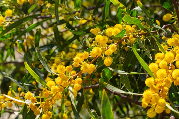 Bloeiende mimosa takken acacia pycnantha lente bloemen natuurlijke achtergrond concept kopie ruimte