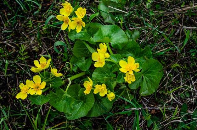 Bloeiende moerasgoudsbloemen Calta palustris op de lente