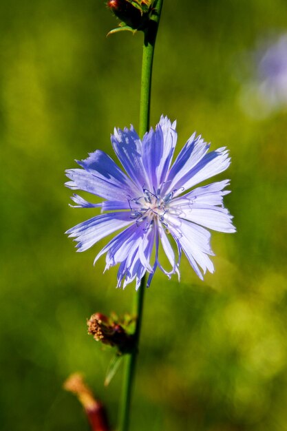 Bloeiende mooie bloem wilde witlofc