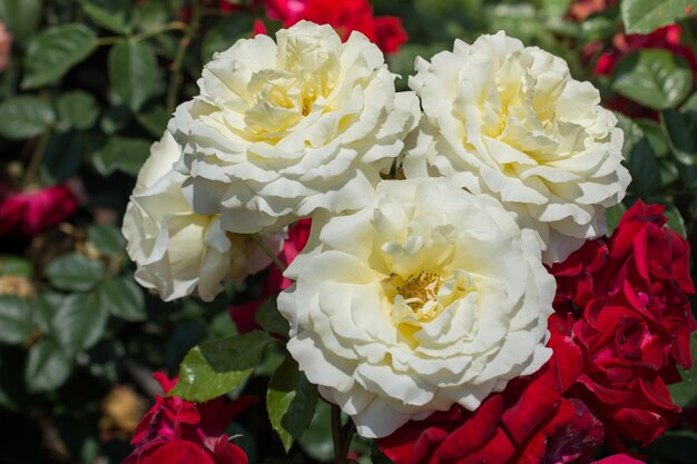 Bloeiende mooie bos rozen in de lentetuin