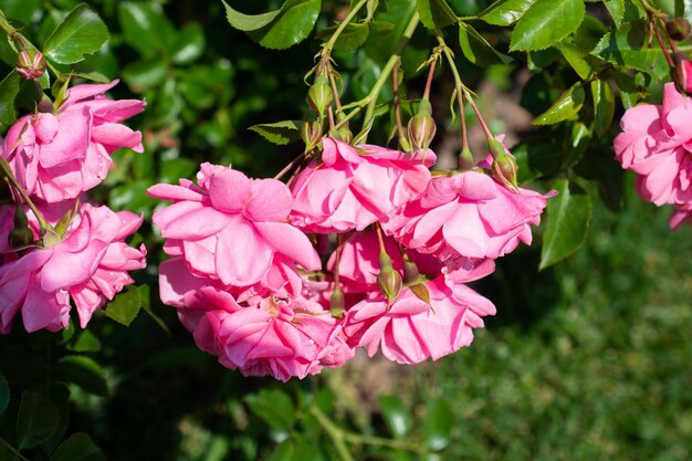 Bloeiende mooie bos rozen in de lentetuin