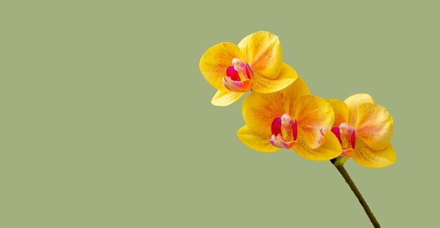 Bloeiende mooie gele orchideeën Hobby's sierteelt huis bloemen kamerplanten